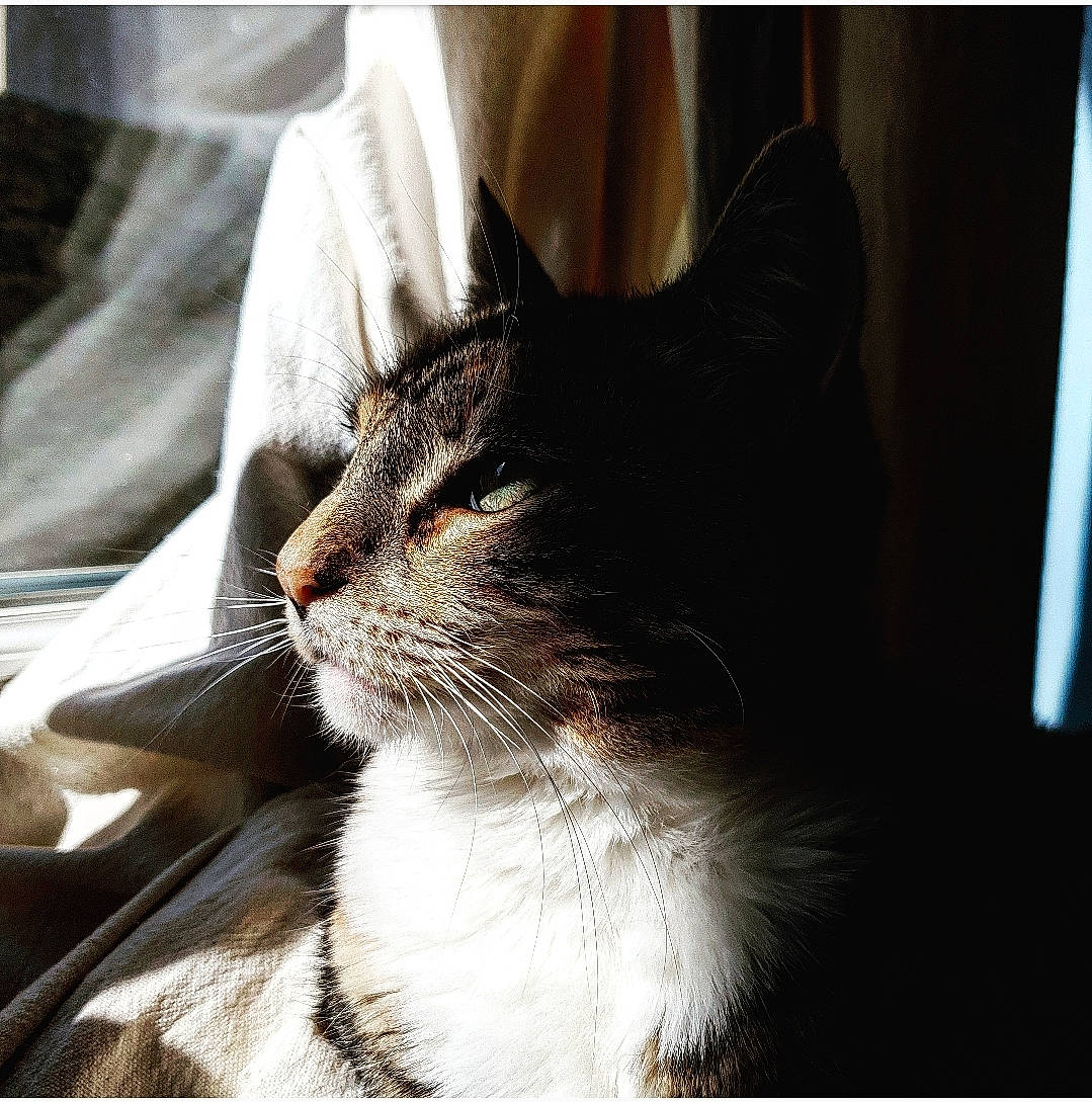 Noushka participe au concours pour gagner de l'argent avec cette photo : aegean_cat, black_and_white, carnivore, cat, domestic_short_haired_cat, ear, eye, felidae, fur, kitten, nose, small_to_medium_sized_cats, snapshot, snout, tabby_cat, whiskers, window