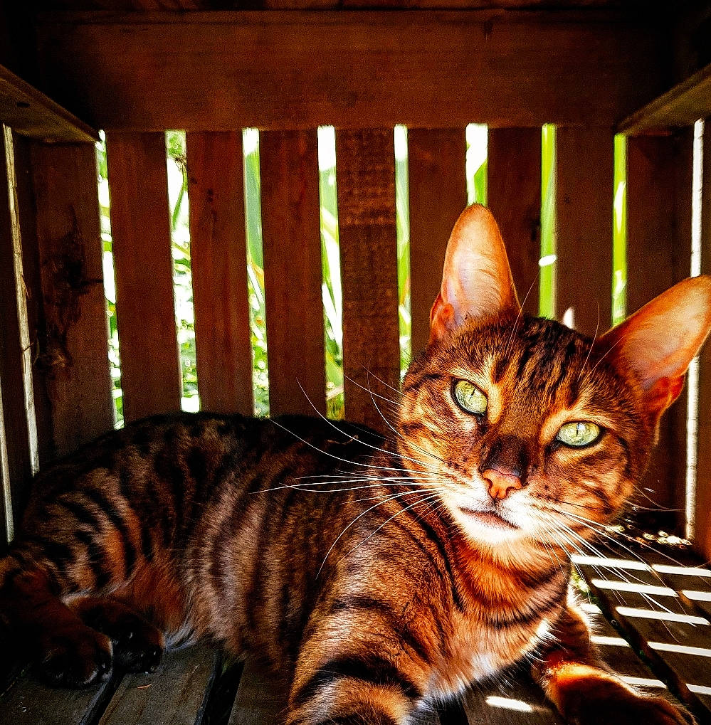 Nysis participe au concours pour gagner de l'argent avec cette photo : american_shorthair, asian, bengal, california_spangled, carnivore, cat, domestic_short_haired_cat, dragon_li, european_shorthair, felidae, kitten, mammal, ocicat, small_to_medium_sized_cats, sokoke, tabby_cat, toyger, vertebrate, whiskers