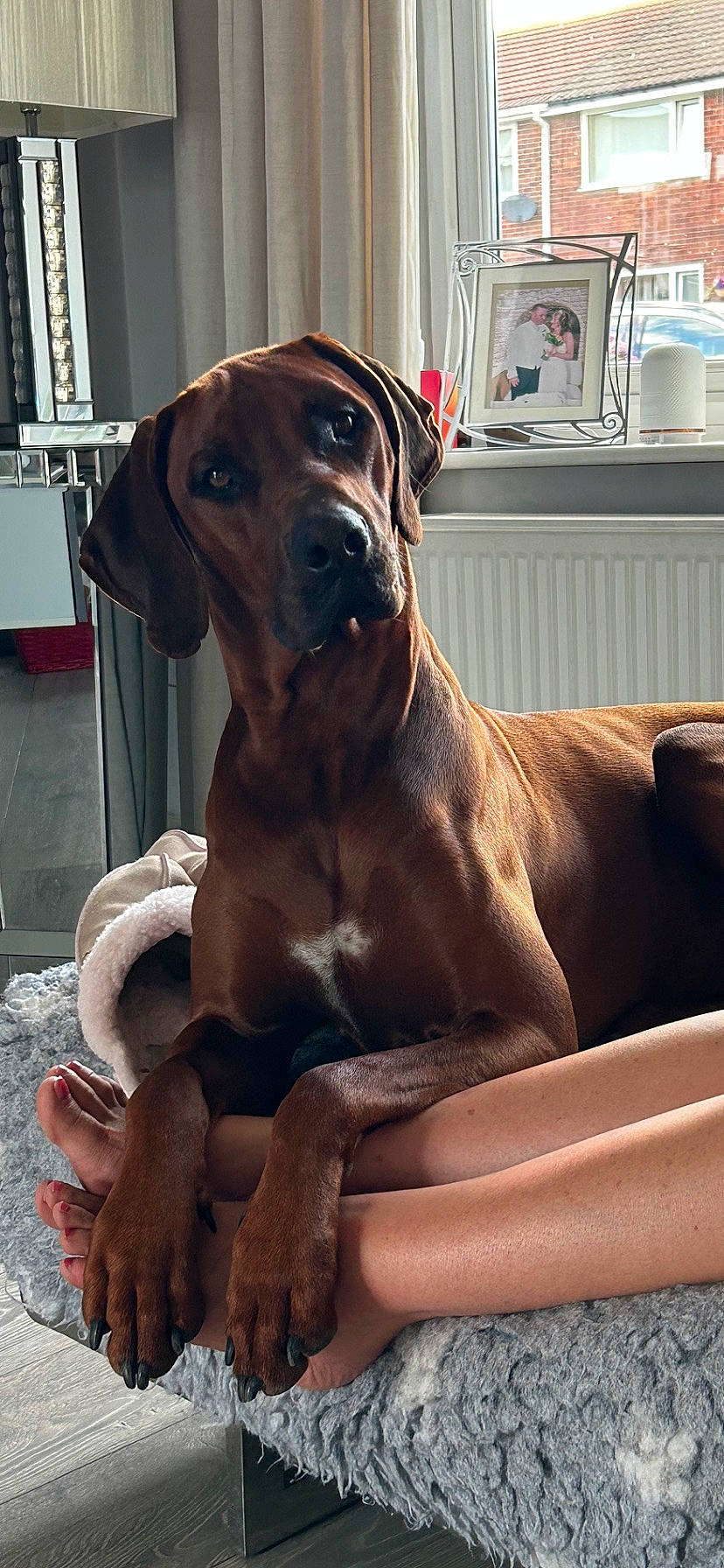 Kaz is registered to the contest to win money with this photo: canidae, carnivore, collar, comfort, companion_dog, dog, dog_breed, dog_collar, dog_supply, fawn, guard_dog, gun_dog, liver, pet_supply, snout, sporting_group, whiskers, window, working_animal, working_dog