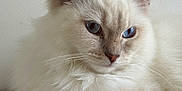 Altesse participe au concours pour gagner de l'argent avec cette photo : animal, blue_eyes, calm, cat, closeup, cute, domestic, ears, feline, fluffy, fur, indoor, mammal, pet, portrait, relaxed, resting, soft, whiskers, white