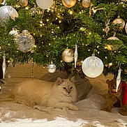 Altesse participe au concours pour gagner de l'argent avec cette photo : animal_figurine, cat, christmas_lights, christmas_tree, cozy, decorative_balls, festive, greenery, holiday_decor, holiday_spirit, home_decor, indoor, ornaments, plush_toy, red_scarf, relaxed, soft_texture, warm_lighting, white_blanket, winter_theme