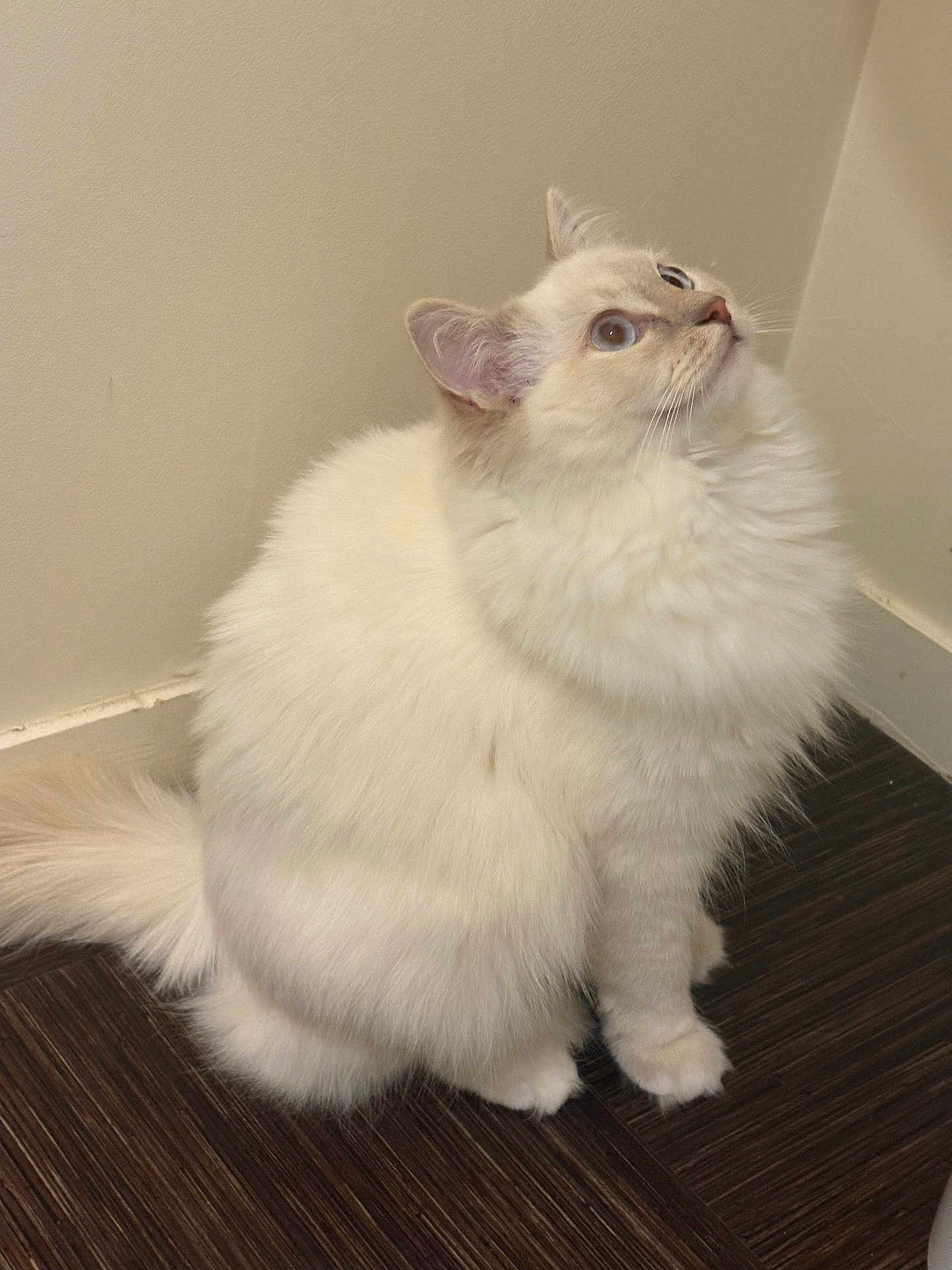 Altesse participe au concours pour gagner de l'argent avec cette photo : cat, fluffy, white_cat, blue_eyes, indoor, wooden_floor, pet, curious, sitting, feline, animal, domestic_cat, soft_fur, looking_up, cute, fur, whiskers, ears, tail, house