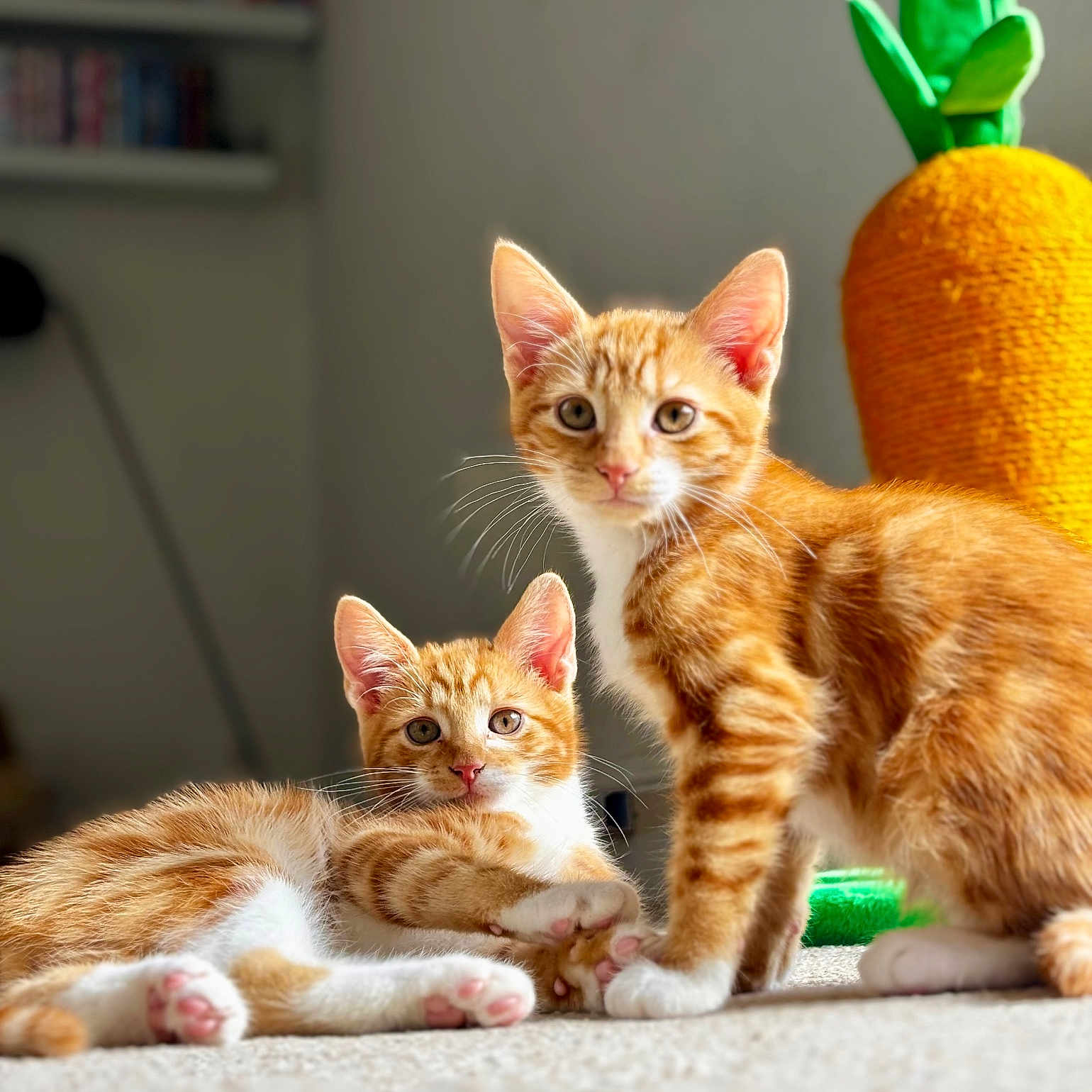 Bilbo Baggins joined the competition — help win amazing prizes! animal, carpet, carrot_toy, cat, curious, cute, ears, eyes, feline, fur, indoor, kitten, orange_tabby, pet, playful, plush_toy, relaxed, soft_texture, whiskers, white_paws