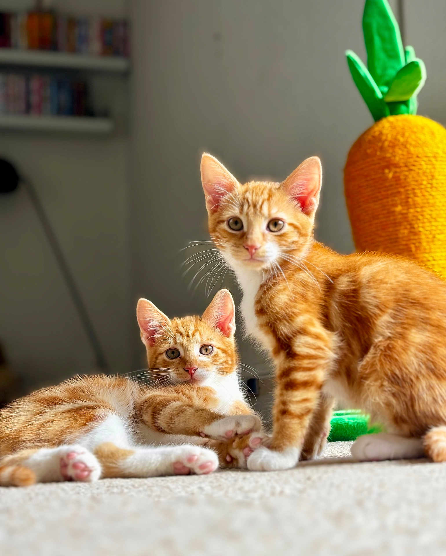 Bilbo Baggins joined the competition — help win amazing prizes! cat, kitten, orange_tabby, white_paws, carpet, indoor, plush_toy, carrot_toy, pet, animal, cute, feline, whiskers, ears, eyes, fur, playful, relaxed, curious, soft_texture