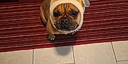 Papi Chulo joined the competition — help win amazing prizes! dog, puppy, knitted_hat, hat_with_ears, red_rug, striped_rug, kitchen, tile_floor, cabinet, brown_dog, small_dog, pet, cute, serious_expression, indoor, floor, footwear, clothing, waiting, looking_up