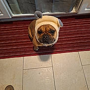 Papi Chulo joined the competition — help win amazing prizes! dog, puppy, knitted_hat, hat_with_ears, red_rug, striped_rug, kitchen, tile_floor, cabinet, brown_dog, small_dog, pet, cute, serious_expression, indoor, floor, footwear, clothing, waiting, looking_up