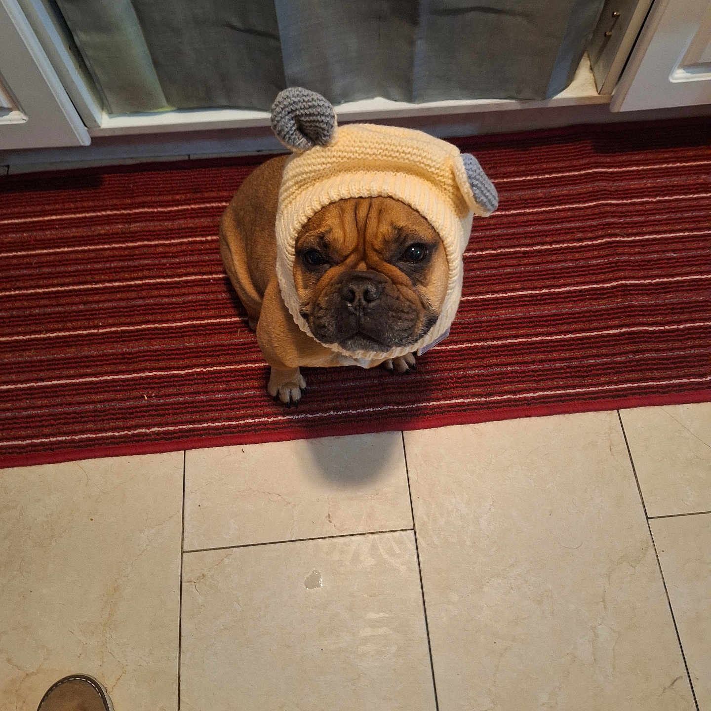 Papi Chulo joined the competition — help win amazing prizes! brown_dog, cabinet, clothing, cute, dog, floor, footwear, hat_with_ears, indoor, kitchen, knitted_hat, looking_up, pet, puppy, red_rug, serious_expression, small_dog, striped_rug, tile_floor, waiting