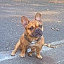 dog, french_bulldog, pet, animal, outdoor, pavement, ears, collar, tag, brown, sitting, canine, mammal, face, fur, alert, cute, companion, domestic, portrait