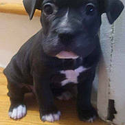 Coco joined the competition — help win amazing prizes! puppy, dog, black_dog, white_paws, white_chest, stairs, wood, indoor, pet, young_dog, cute, animal, canine, sitting, looking, curious, small, floor, step, house