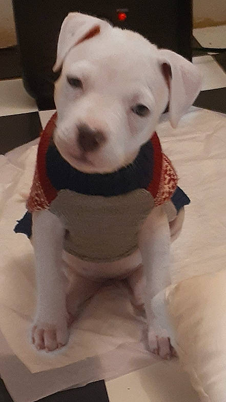 Chyna joined the competition — help win amazing prizes! canidae, carnivore, collar, companion_dog, dog, dog_breed, dog_clothes, dog_collar, dog_supply, ear, eye, fawn, head, pet_supply, snout, sporting_group, tie, toy, whiskers, working_animal