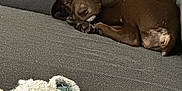 Ellie is registered to the contest to win money with this photo: puppy, dog, sleeping, couch, gray, stuffed_toy, plush, cozy, indoor, pet, brown, resting, cute, animal, fur, relaxing, home, soft, peaceful, companion