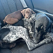 Ellie is registered to the contest to win money with this photo: dog, puppy, car_seat, black_and_white, brown, sleeping, resting, cuddling, pet, animal, companion, transport, cozy, curious, fur, seatbelt, interior, closeup, friendship, domestic_animal