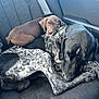 dog, puppy, car_seat, black_and_white, brown, sleeping, resting, cuddling, pet, animal, companion, transport, cozy, curious, fur, seatbelt, interior, closeup, friendship, domestic_animal