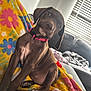 Ellie joined the competition — help win amazing prizes! puppy, dog, brown_dog, pink_collar, blanket, floral_pattern, couch, indoors, pet, animal, cute, curious, head_tilt, sunlight, window_blinds, cozy, fur, paw, sitting, domestic_animal