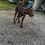 Ellie is registered to the contest to win money with this photo: dog, brown_dog, collar, asphalt, garage, car, damaged_car, grass, tree, outdoor, equipment, sidewalk, pet, animal, canine, walking, curious, daylight, yard, background