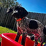 Coon joined the competition — help win amazing prizes! puppy, dog, black_and_white, orange_collar, red_tub, outdoor, grass, fence, blue_sky, sunlight, playful, young_dog, pet, canine, backyard, animal, curious, floppy_ears, standing, daytime