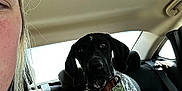 Coon joined the competition — help win amazing prizes! dog, person, car_interior, seat, collar, window, headrest, seatbelt, speckled_coat, backseat, curious, travel, daylight, casual_clothing, partial_face, indoors, pet, animal, companion, restraint
