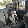 Coon joined the competition — help win amazing prizes! dog, car_interior, backseat, window, sunlight, black_and_white, sitting, looking_out, seat_belt, vehicle, headrest, collar, dog_breed, spotty_coat, indoor, pet, animal, transportation, calm, daytime