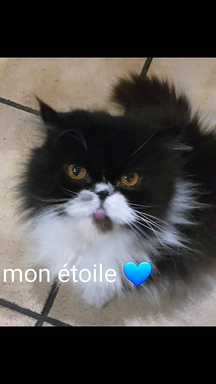 Bandit participe au concours pour gagner de l'argent avec cette photo : black_and_white, british_longhair, carnivore, cat, domestic_long_haired_cat, felidae, fur, kitten, mammal, napoleon_cat, norwegian_forest_cat, persian, photo_caption, photography, ragamuffin, small_to_medium_sized_cats, whiskers