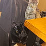 abyssinian, animal, blackcat, bookcase, cat, computer, desk, drawer, electronics, furniture, hardwood, kitten, laptop, manx, pc, pet, plywood, shelf, table, wood