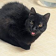 Snowball joined the competition — help win amazing prizes! animal, black_cat, cat, closeup, cute, domestic, ears, eyes, floor, fur, indoor, looking, mammal, pet, playful, resting, tile_floor, tongue_out, water_bowl, whiskers