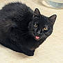 animal, black_cat, cat, closeup, cute, domestic, ears, eyes, floor, fur, indoor, looking, mammal, pet, playful, resting, tile_floor, tongue_out, water_bowl, whiskers