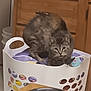 animal, cat, clothing, colorful, container, cozy, crouching, curious, domestic, feline, fur, home, household, indoor, laundry_basket, pet, pet_toy, resting, tabby_cat, wooden_cabinet