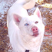 Velvet is registered to the contest to win money with this photo: animal, blue_eye, brown_eye, canine, closeup, curious, daylight, dog, ears, fur, heterochromia, looking_up, nature, outdoor, pet, rope, snow, straw, tail, white_dog