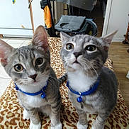George And Oliver joined the competition — help win amazing prizes! cat, kitten, gray_tabby, blue_collar, bell, leopard_print, blanket, indoor, curious, wide_eyes, pets, animal, fur, whiskers, ears, floor, home, kitchen, wheelchair, furniture