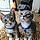 George And Oliver