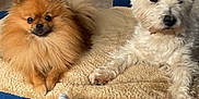 Tao a rejoint le concours — aidez-le/la à gagner de superbes lots ! animal, blanket, companion, couch, cozy, cute, dog, domestic, floor, fur, furniture, home, indoor, living_room, pet, pomeranian, relaxed, resting, two_dogs, white_dog