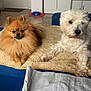 animal, blanket, companion, couch, cozy, cute, dog, domestic, floor, fur, furniture, home, indoor, living_room, pet, pomeranian, relaxed, resting, two_dogs, white_dog