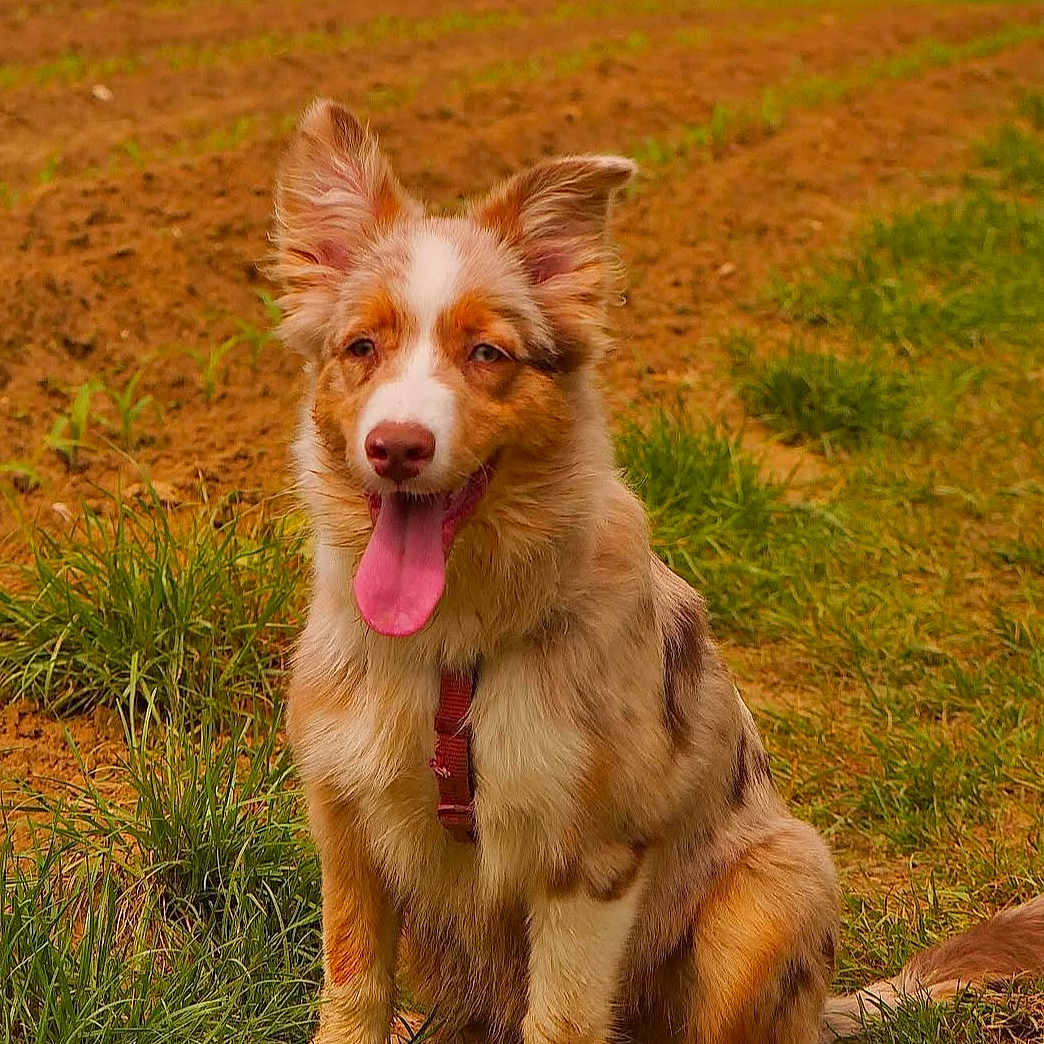 Shuri participe au concours pour gagner de l'argent avec cette photo : animal, canine, dog, face, field, grass, grassland, head, lawn, nature, outdoors, park, person, pet, photography, plant, portrait, puppy, soil, vegetation