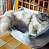 animal_portrait, blue_bed, cats, cozy, ears, fluffy, fur, gray_cat, indoors, long_hair, pet_bed, relaxed, resting, sleeping, sunlight, tile_floor, two_cats, whiskers, white_cat, wooden_railing