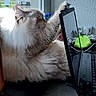animal, cables, cat, computer_monitor, cream_fur, curious, desk, desktop, electronics, fluffy_cat, indoor, keyboard, long_hair, office, pet, power_outlet, profile, reflection, sitting, window