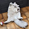 Topaze De Siberia participe au concours pour gagner de l'argent avec cette photo : adorable, animal, black_cabinet, blue_eyes, cat, feline, fluffy, funny, indoor, long_hair, lying_down, paws_up, pet, playful, portrait, relaxed, tail, tile_floor, toy_ball, white_fur