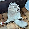 animal, belly_up, blue_eyes, cat, ears, fluffy, funny_pose, home, indoors, long_hair, lying_down, pet, playful, portrait, raised_paws, tail, tile_floor, toy_ball, whiskers, white_fur