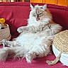 animal, blue_eyes, cat, couch, cushion, fluffy_cat, fur, home_decor, indoor, living_room, long_haired, lounging, paws, pet, red_couch, relaxed, sitting, tail, toy_basket, whiskers