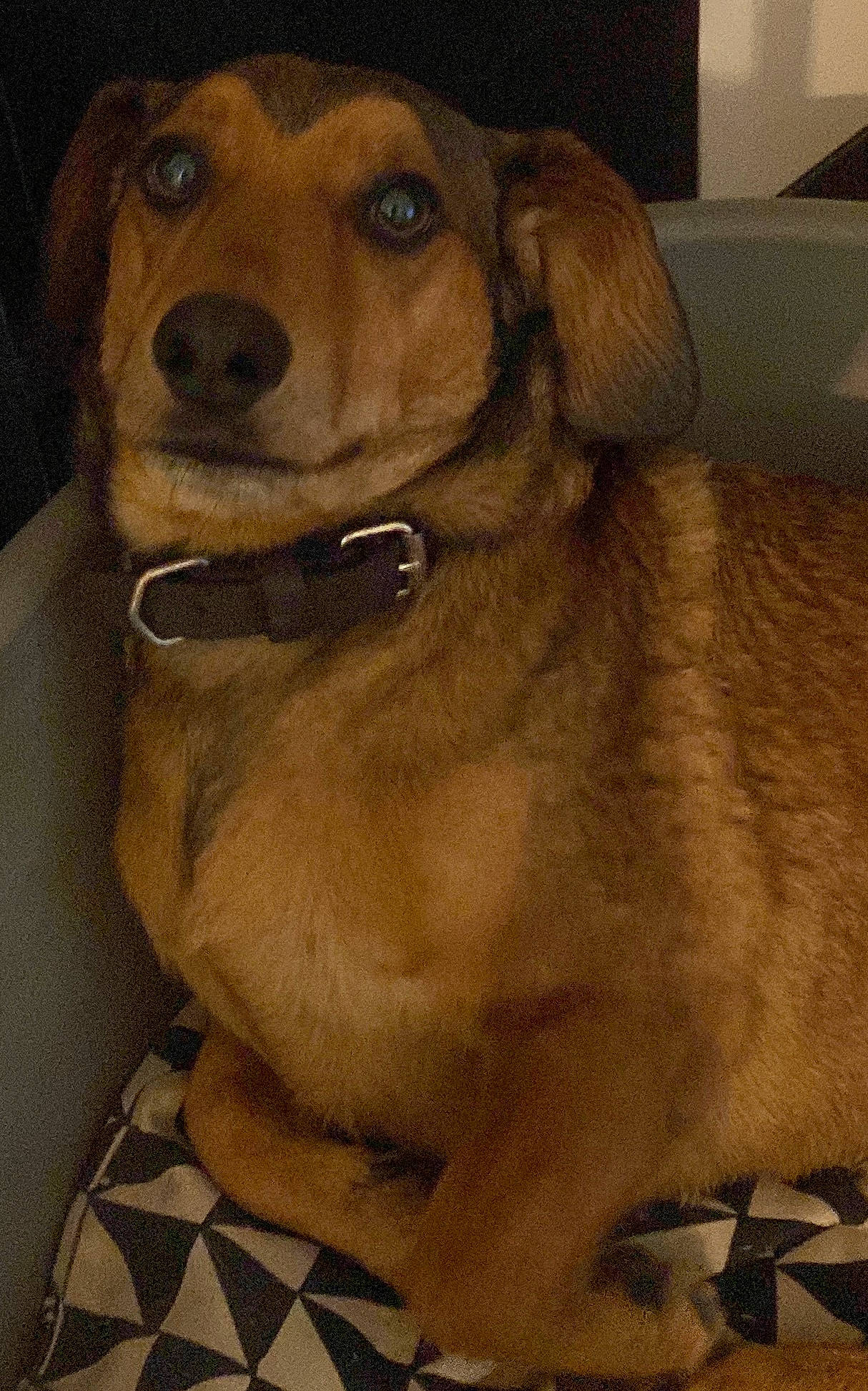 Junior participe au concours pour gagner de l'argent avec cette photo : canidae, carnivore, collar, companion_dog, dog, dog_breed, dog_collar, dog_supply, fawn, fur, guard_dog, hound, hunting_dog, liver, pet_supply, puppy, sporting_group, whiskers, working_animal, working_dog