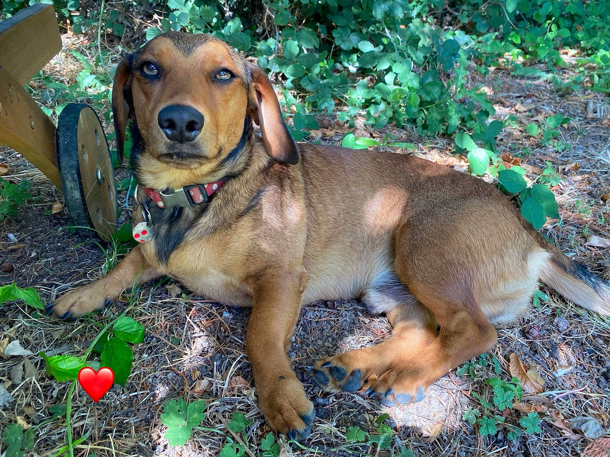 Junior a rejoint le concours — aidez-le/la à gagner de superbes lots ! canidae, carnivore, collar, companion_dog, dog, dog_breed, dog_collar, dog_supply, fawn, grass, gun_dog, hound, liver, pet_supply, plant, snout, sporting_group, tail, working_animal, working_dog