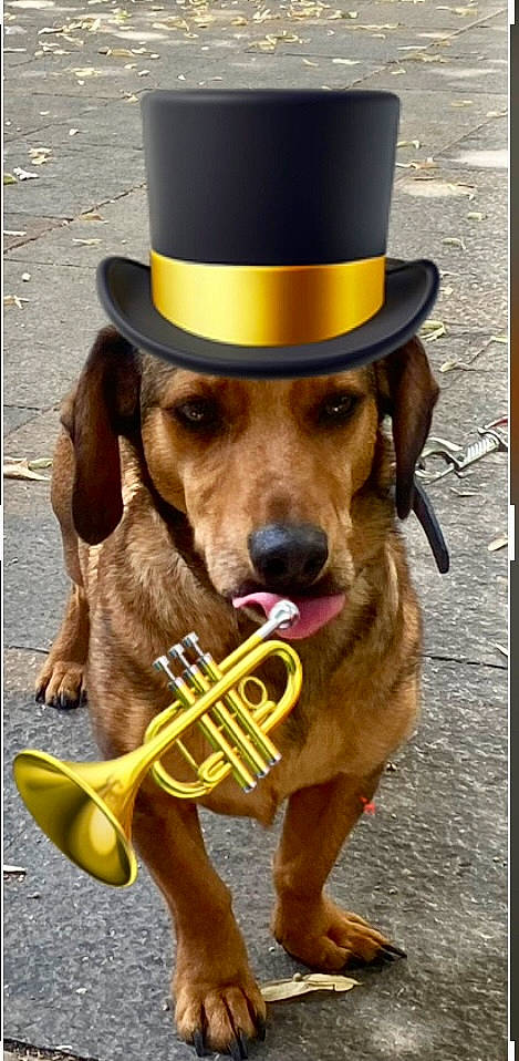 Junior a rejoint le concours — aidez-le/la à gagner de superbes lots ! cap, carnivore, collar, companion_dog, costume_hat, dog, dog_breed, dog_collar, dog_supply, fawn, fedora, hat, leash, liver, party_hat, pet_supply, snout, sporting_group, sun_hat, working_animal