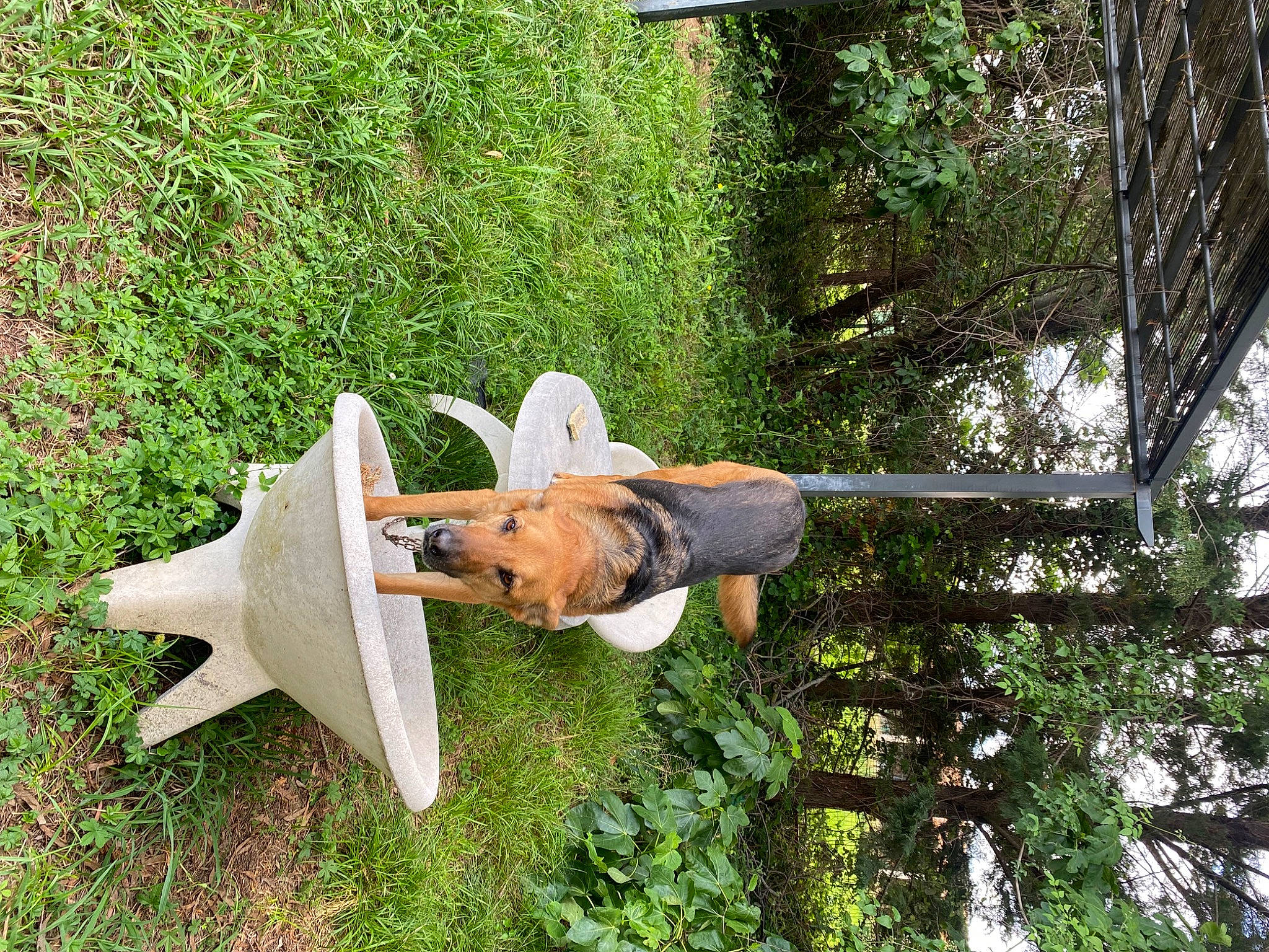 Lea a rejoint le concours — aidez-le/la à gagner de superbes lots ! grass, natural_material, plant, tool, tree, wood