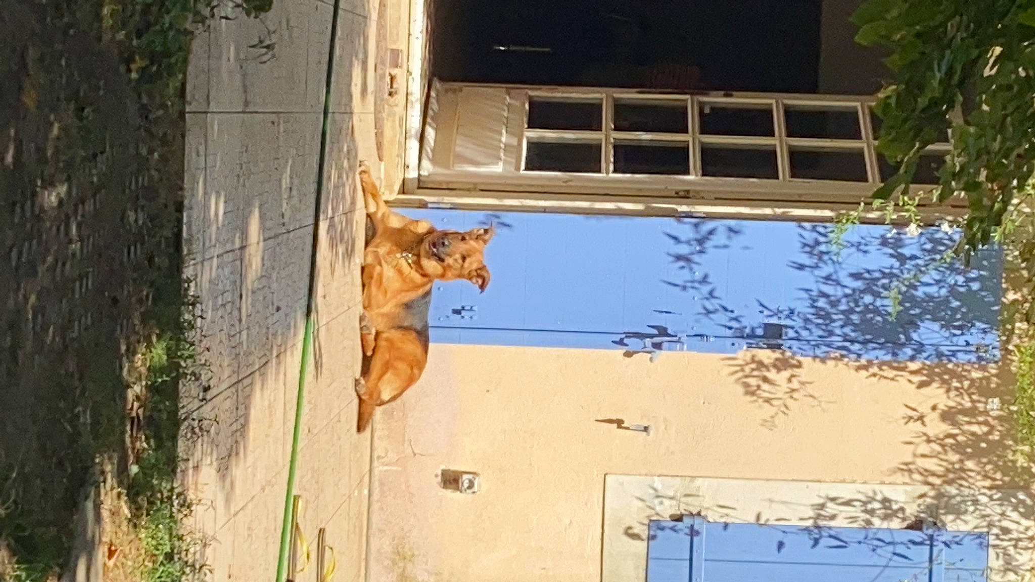 Lea participe au concours pour gagner de l'argent avec cette photo : building, carnivore, dog, door, facade, fawn, home_door, house, plant, roof, shade, siding, sky, snout, tints_and_shades, tree, trunk, wildlife, window, wood