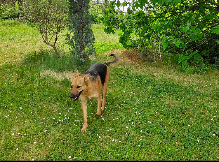 Lea a rejoint le concours — aidez-le/la à gagner de superbes lots ! carnivore, companion_dog, dog, dog_breed, fawn, garden_hose, grass, groundcover, guard_dog, hunting_dog, old_german_shepherd_dog, plant, tail, terrestrial_animal, tree, working_animal, working_dog