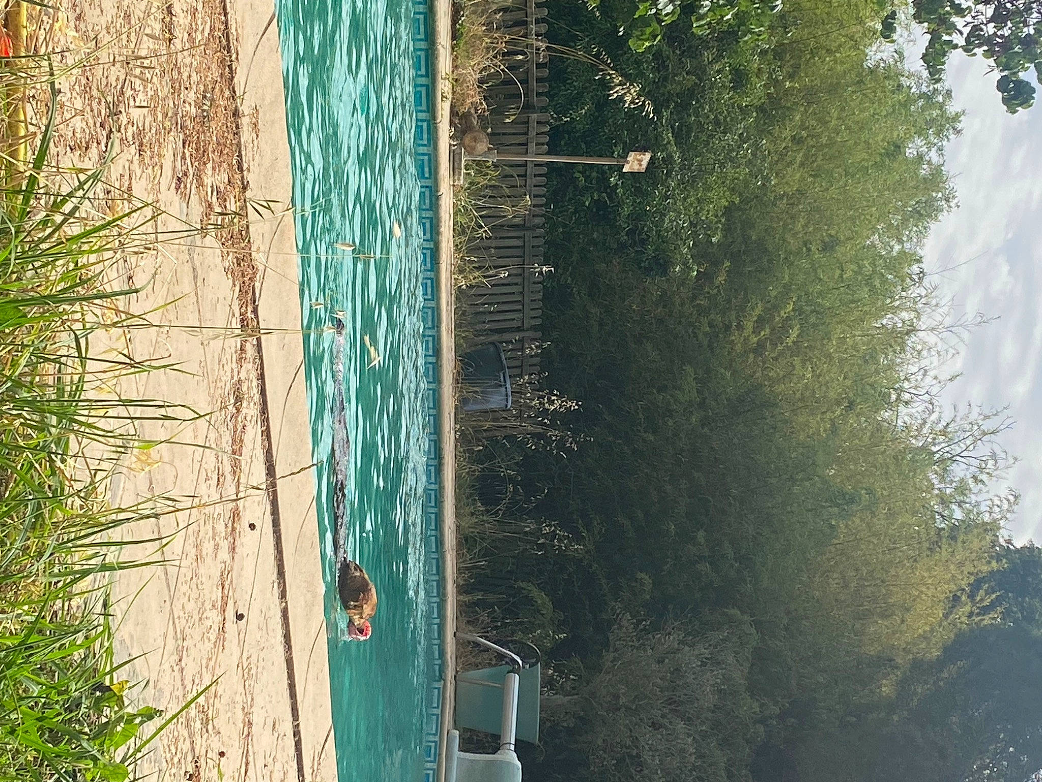 Lea participe au concours pour gagner de l'argent avec cette photo : automotive_exterior, biome, door, forest, grass, green, landscape, natural_landscape, plant, rectangle, shrub, tints_and_shades, tree, trunk, water, watercourse, waterway, window, wood, woody_plant