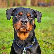 Valka a rejoint le concours — aidez-le/la à gagner de superbes lots ! alert, animal, background_blur, black, brown, canine, collar, dog, ears, fur, grass, loyal, mammal, nature, nose, outdoor, pet, portrait, rottweiler, whiskers