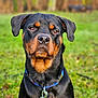 alert, animal, background_blur, black, brown, canine, collar, dog, ears, fur, grass, loyal, mammal, nature, nose, outdoor, pet, portrait, rottweiler, whiskers