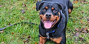 Valka a rejoint le concours — aidez-le/la à gagner de superbes lots ! animal, canine, collar, dog, ears, eyes, fur, grass, happy, leash, lying_down, mammal, nature, outdoor, paws, pet, playful, rottweiler, smiling, tongue_out