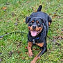 animal, canine, collar, dog, ears, eyes, fur, grass, happy, leash, lying_down, mammal, nature, outdoor, paws, pet, playful, rottweiler, smiling, tongue_out