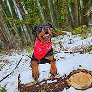 Valka a rejoint le concours — aidez-le/la à gagner de superbes lots ! dog, rottweiler, bandana, red_bandana, snow, log, forest, trees, greenery, outdoor, animal, pet, canine, winter, nature, playful, happy, tongue_out, paws, muzzle